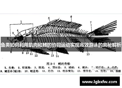 鱼类如何利用肌肉和鳍的协同运动实现高效游泳的奥秘解析